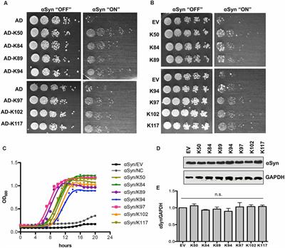 Identification of Two Novel Peptides That Inhibit α-Synuclein Toxicity and Aggregation